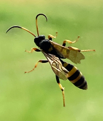 Ichneumon xanthorius