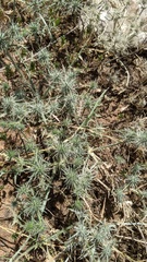 Eryngium castrense