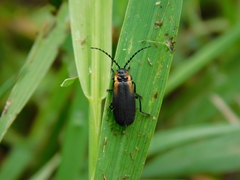 Polemius laticornis