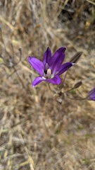 Brodiaea elegans elegans