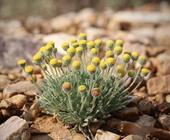 Erigeron aphanactis congestus