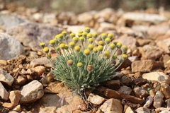 Erigeron aphanactis congestus