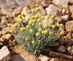 Erigeron aphanactis congestus