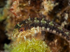 Parablennius goreensis