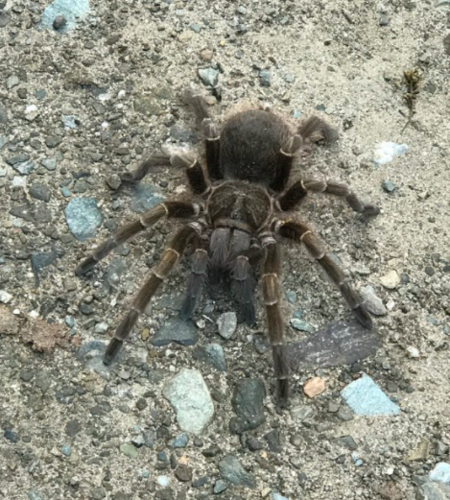 Acanthoscurria sternalis