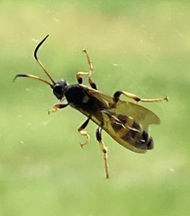 Ichneumon xanthorius
