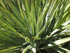 Aciphylla scott-thomsonii