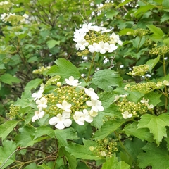 Viburnum opulus opulus
