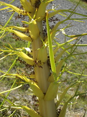 Aciphylla scott-thomsonii