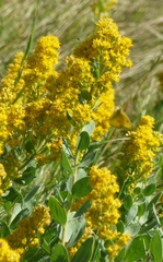 Solidago mollis