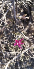 Krameria cistoidea