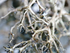 Cetraria muricata