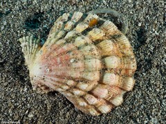 Bractechlamys corallinoides