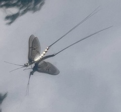 Ephemera danica