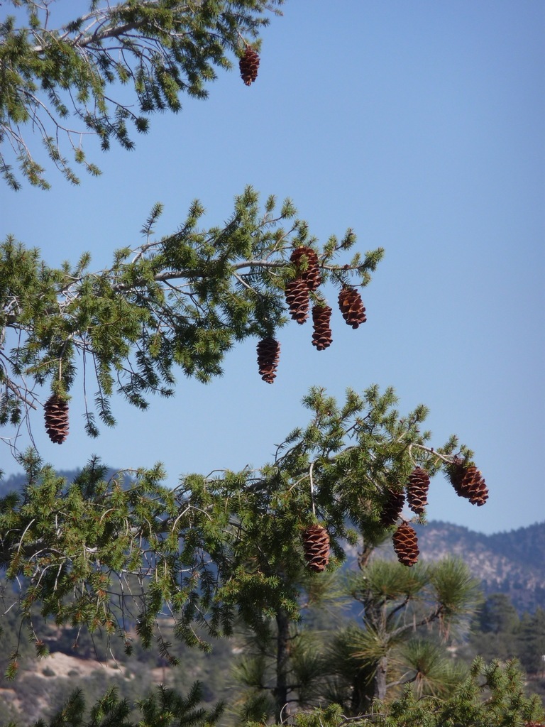 Bigcone Douglas-fir