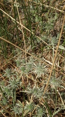 Eryngium castrense