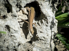 Podarcis vaucheri