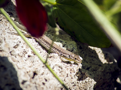 Podarcis vaucheri
