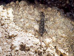 Tarentola mauritanica