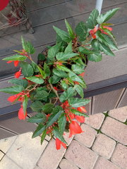 Begonia boliviensis