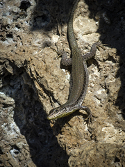 Podarcis vaucheri