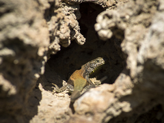 Podarcis vaucheri