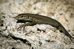 Podarcis vaucheri