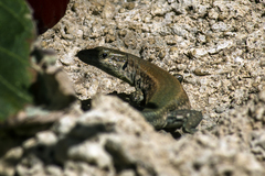 Podarcis vaucheri
