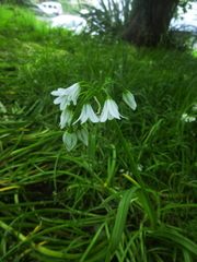 Allium triquetrum