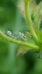 Macrosiphum gei