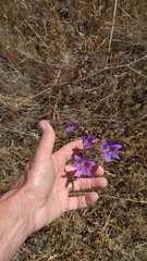 Brodiaea elegans elegans