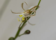 Trachyandra laxa