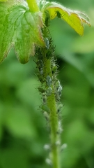 Macrosiphum gei
