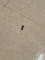 Ignelater havaniensis