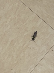 Ignelater havaniensis