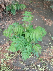 Ailanthus altissima