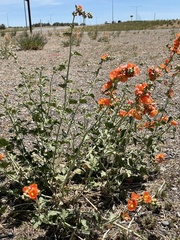 Sphaeralcea munroana