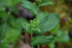 Bupleurum longifolium