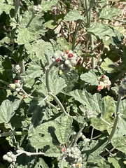 Sphaeralcea munroana