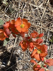 Sphaeralcea munroana