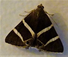 Grammodes oculata