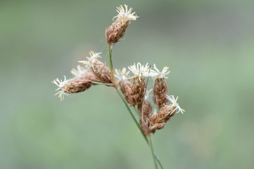 Fimbristylis puberula var. puberula