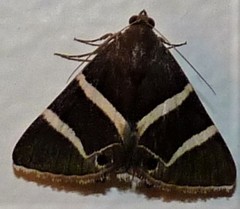 Grammodes oculata