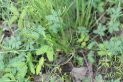 Fimbristylis puberula puberula