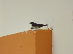 Pygochelidon cyanoleuca