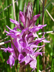 Dactylorhiza traunsteinerioides