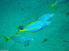 Pseudocaranx dentex