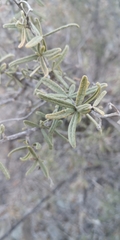 Cordia decandra