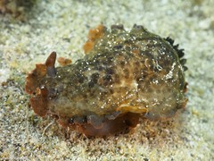 Dendrodoris temarana