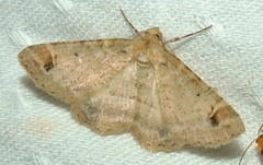 Syneora hemeropa